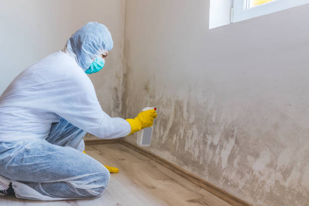 Licensed Basement Mold Remediation service in Lexington, VA - Car Mold Remediation