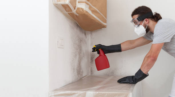 Professional Basement Mold Remediation technician working in Lexington, VA