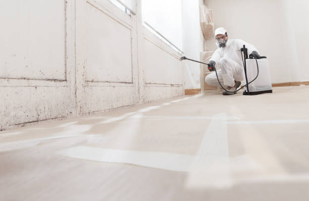 24/7 Emergency Basement Mold Remediation experts in Lexington, VA