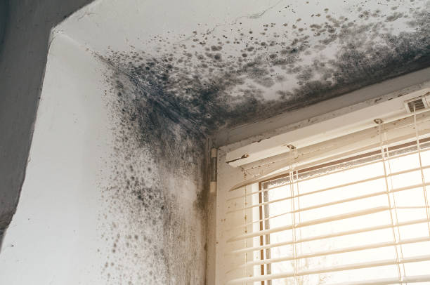 Affordable Basement Mold Remediation solutions in Lexington, VA