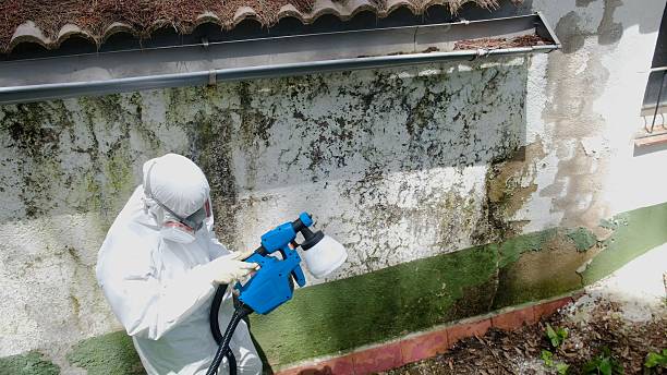 Top rated local Basement Mold Remediation specialists in Lexington, VA